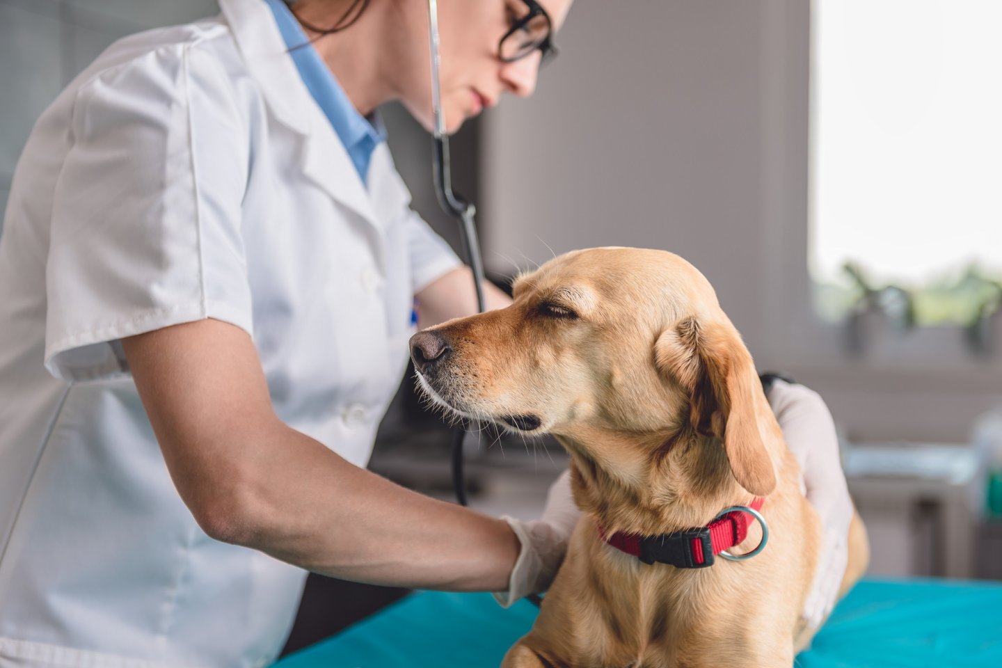 Illustrasjonsbilde Veterinærforeningen. Foto: iStock_Kerkez